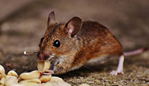 24 Hour & Emergency Exterminators in Carnelian Bay, CA